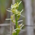 Anggrek langka yang berhasil diselamatkan dari ambang kepunahan