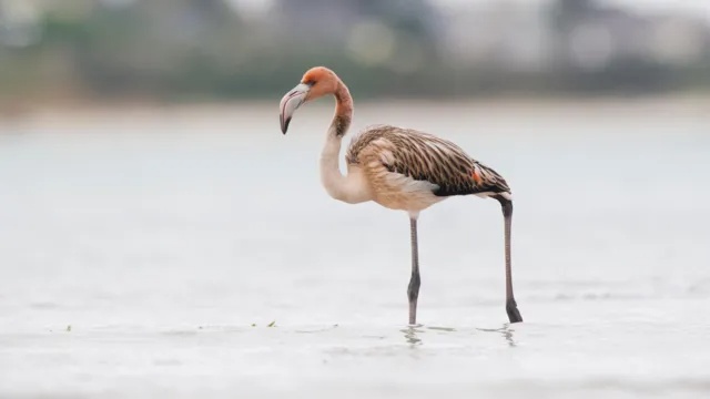 flamingo
