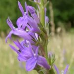 Relawan membantu pemulihan bunga liar langka