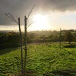 ‘Pohon Frankenstein’ menawarkan tempat berlindung yang aman bagi satwa liar
