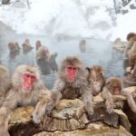 Perilaku seksual sesama jenis diamati pada puluhan spesies primata, menunjukkan asal usul evolusioner.