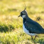 Tongkang-tongkang di Sungai Thames yang tenggelam menciptakan pulau baru bagi burung-burung.