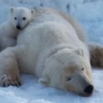 Beruang kutub di pulau-pulau Norwegia lebih gemuk dan lebih sehat meskipun terjadi penyusutan es, kata para ilmuwan.