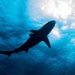 Seorang wanita asal Minnesota meninggal dunia setelah diserang hiu di Kepulauan Virgin AS