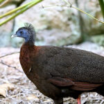 Argus Agung: Mahakarya Tari dan Bulu Bangsa Minangkabau