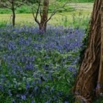 Bunga lonceng biru asli diberi ‘kesempatan untuk bertahan hidup’